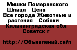 Мишки Померанского Шпица › Цена ­ 60 000 - Все города Животные и растения » Собаки   . Калининградская обл.,Советск г.